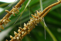 Cocos nucifera